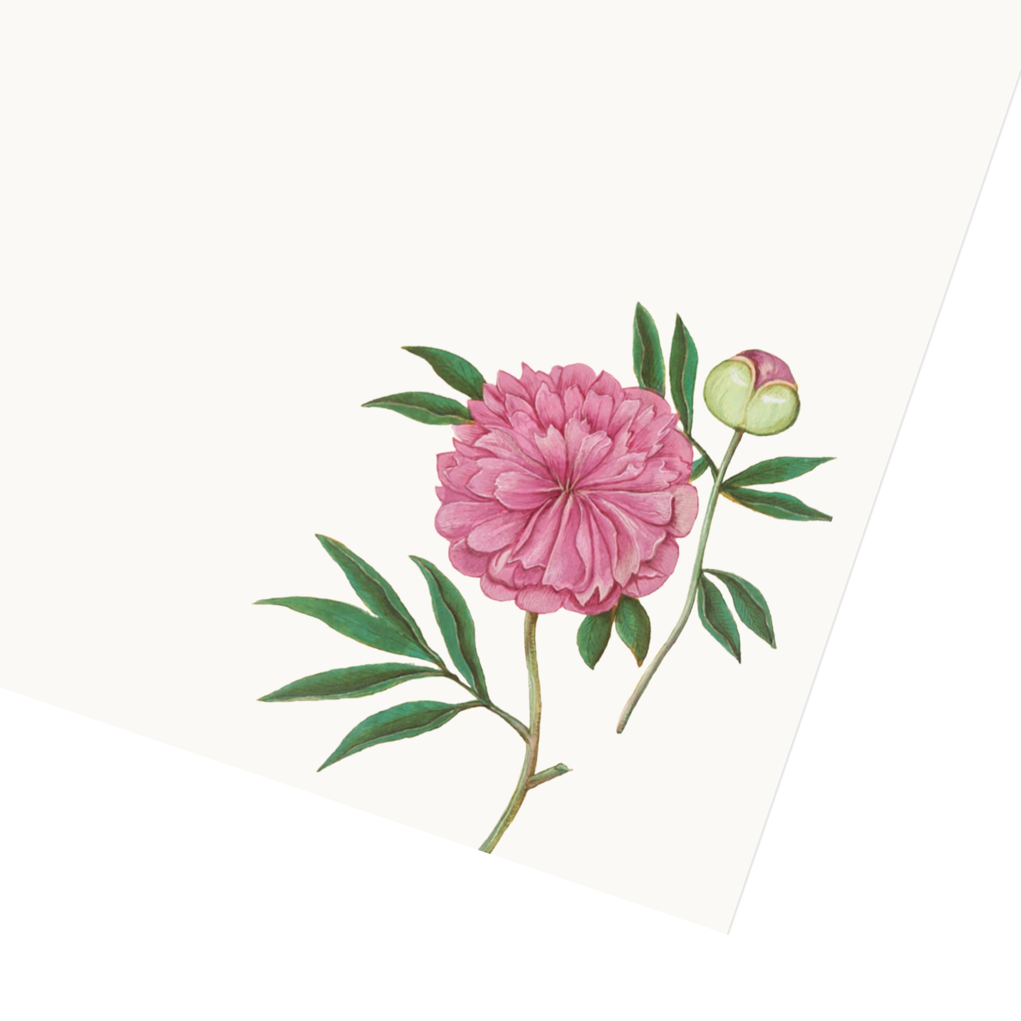 Peony Letter Paper - Wove A5 Writing Paper