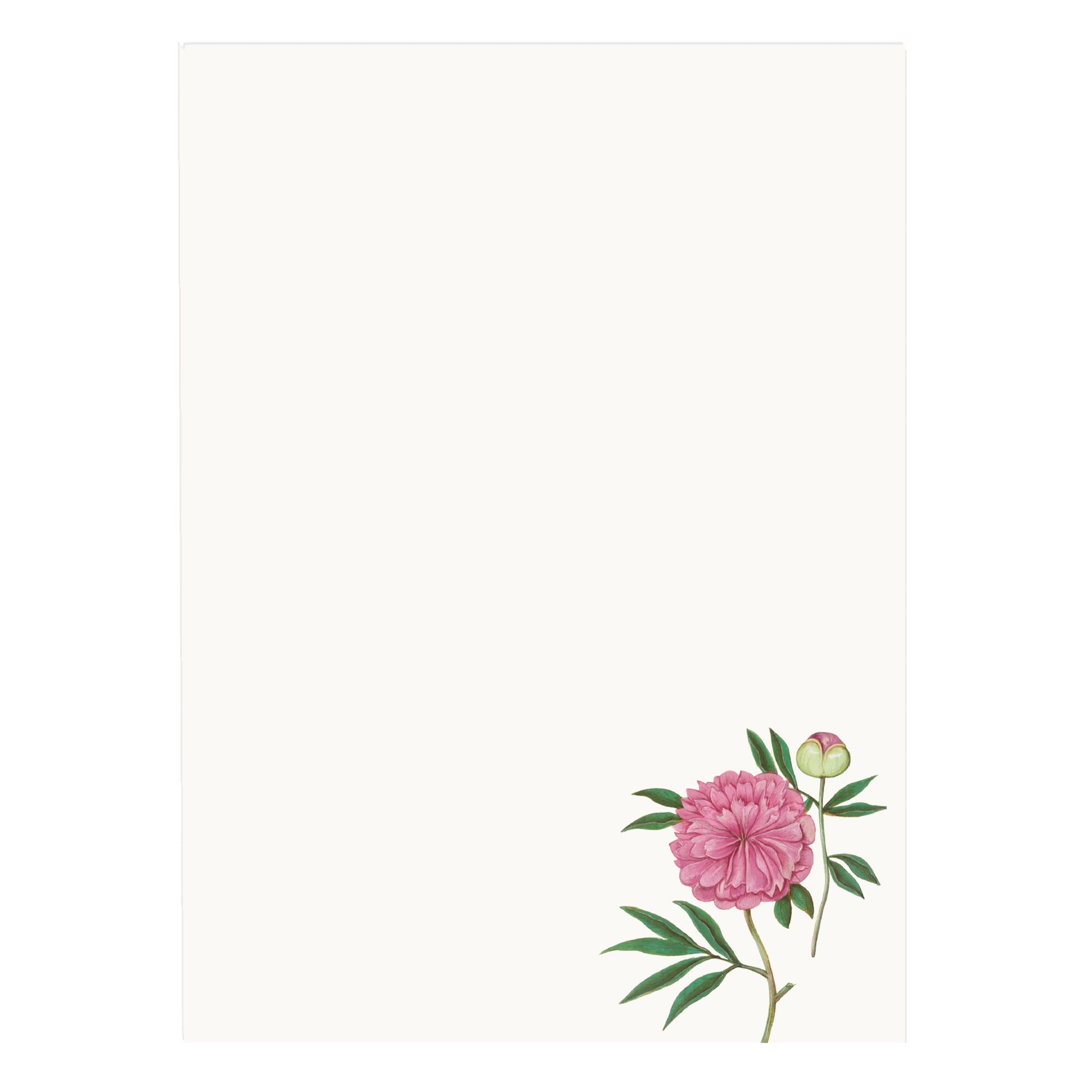 a pink flower with green leaves on a white background