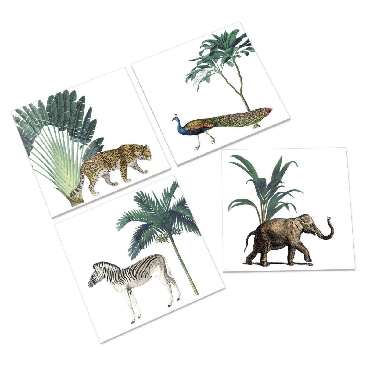 Darwin's Menagerie Ceramic Coasters - Mustard and Gray Ltd